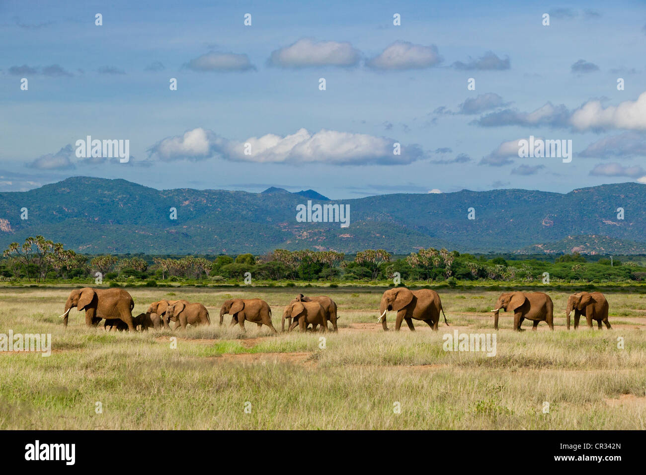 Kenya, Samburu National Reserve, African Bush Elephant (Loxodonta africana), troupeau Banque D'Images