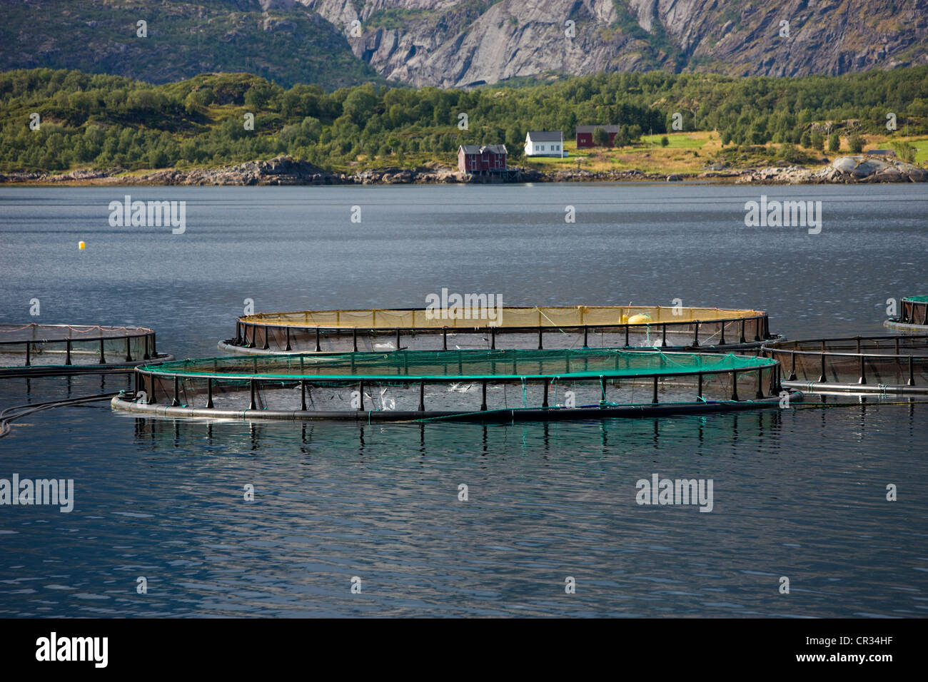 L'élevage du saumon, Raftsundet, île de Austvågøya, Lofoten, Norway, Scandinavia, Europe Banque D'Images
