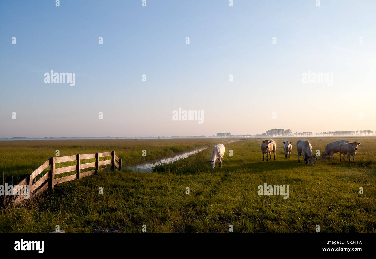 Quelques vaches au pâturage beige néerlandais au début du lever du soleil Banque D'Images