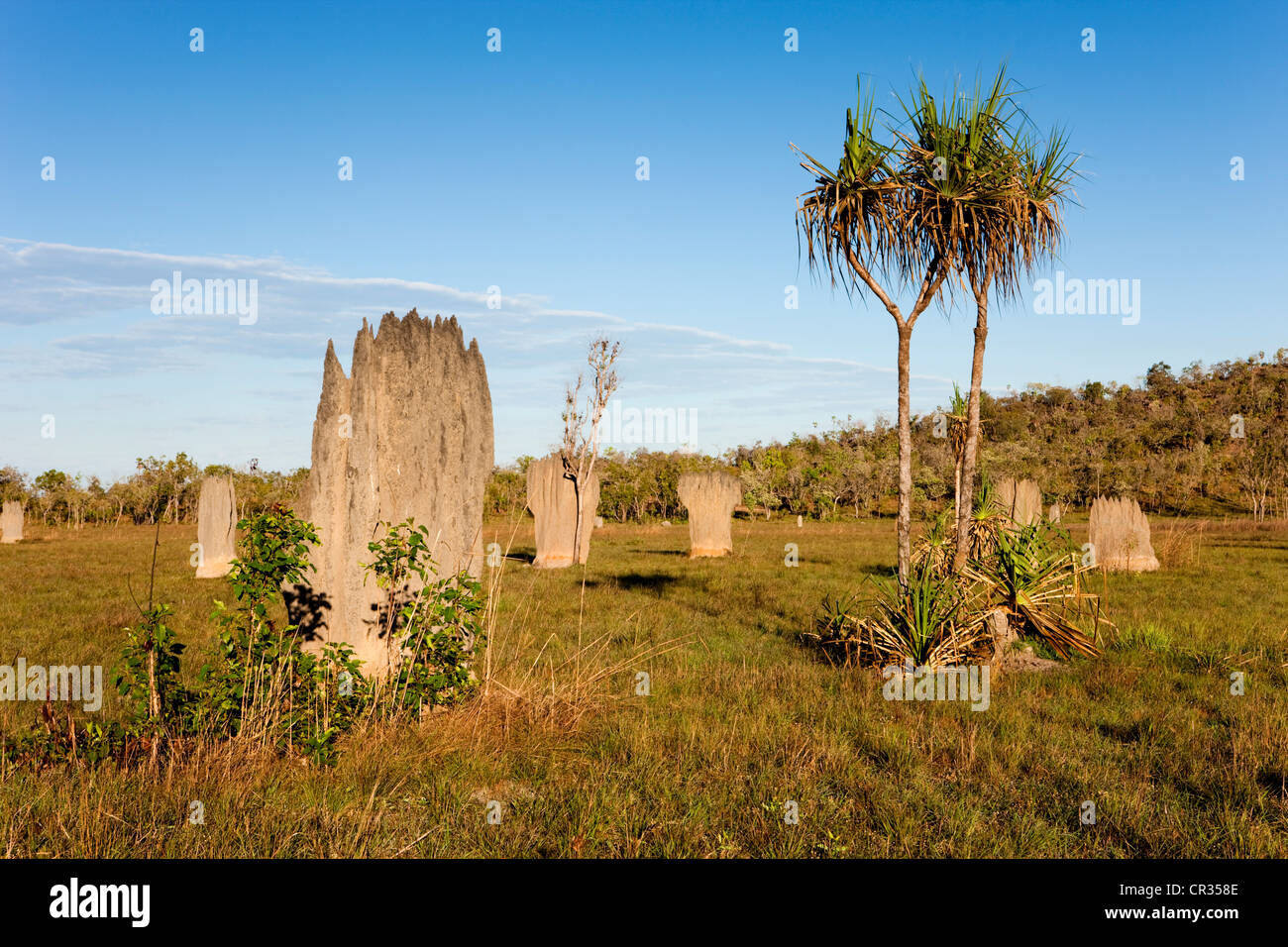 Ou compas magnétique magnétique mounds construit par les termites (Amitermes meridionalis), Litchfield National Park, Territoire du Nord Banque D'Images