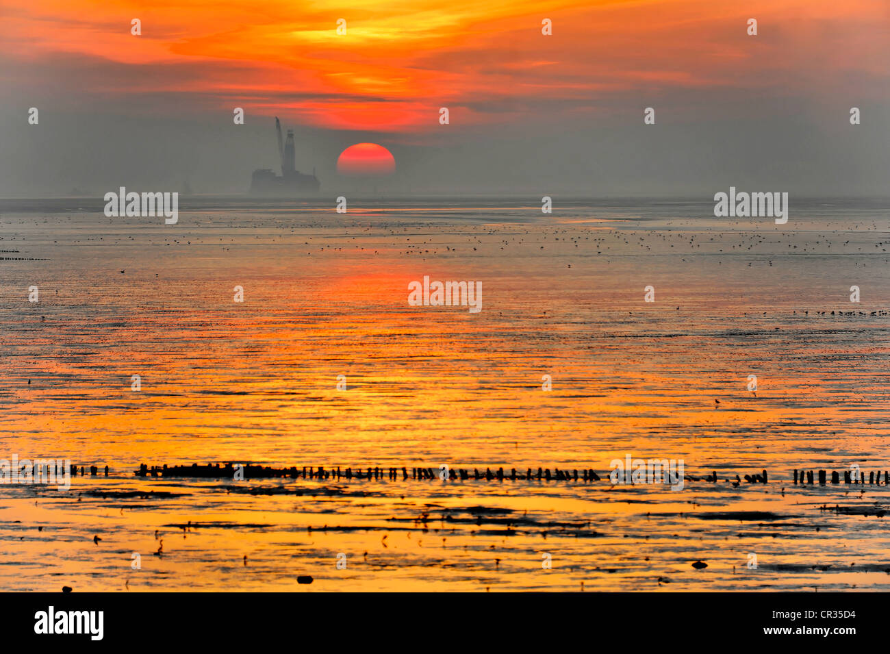 Coucher du soleil à la mer du Nord, Friedrichskoog, Schleswig-Holstein, Allemagne, Europe Banque D'Images