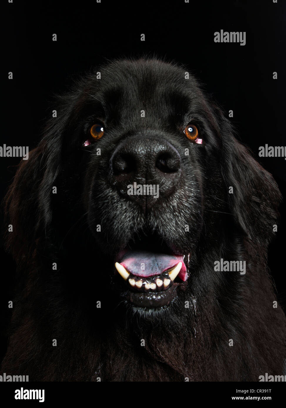 Portrait de chien de Terre-Neuve Banque D'Images