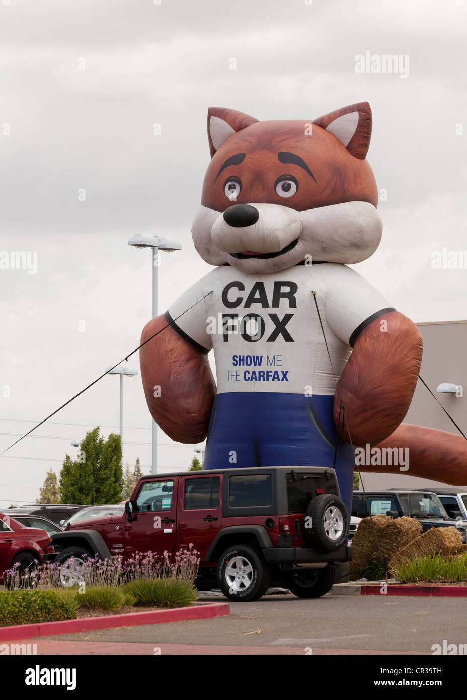 Carfox Carfax balloon affichage à l'une des voitures d'occasion lot Banque D'Images Carfox Carfax balloon affichage à l'une des voitures d'occasion lot Banque D'Images
