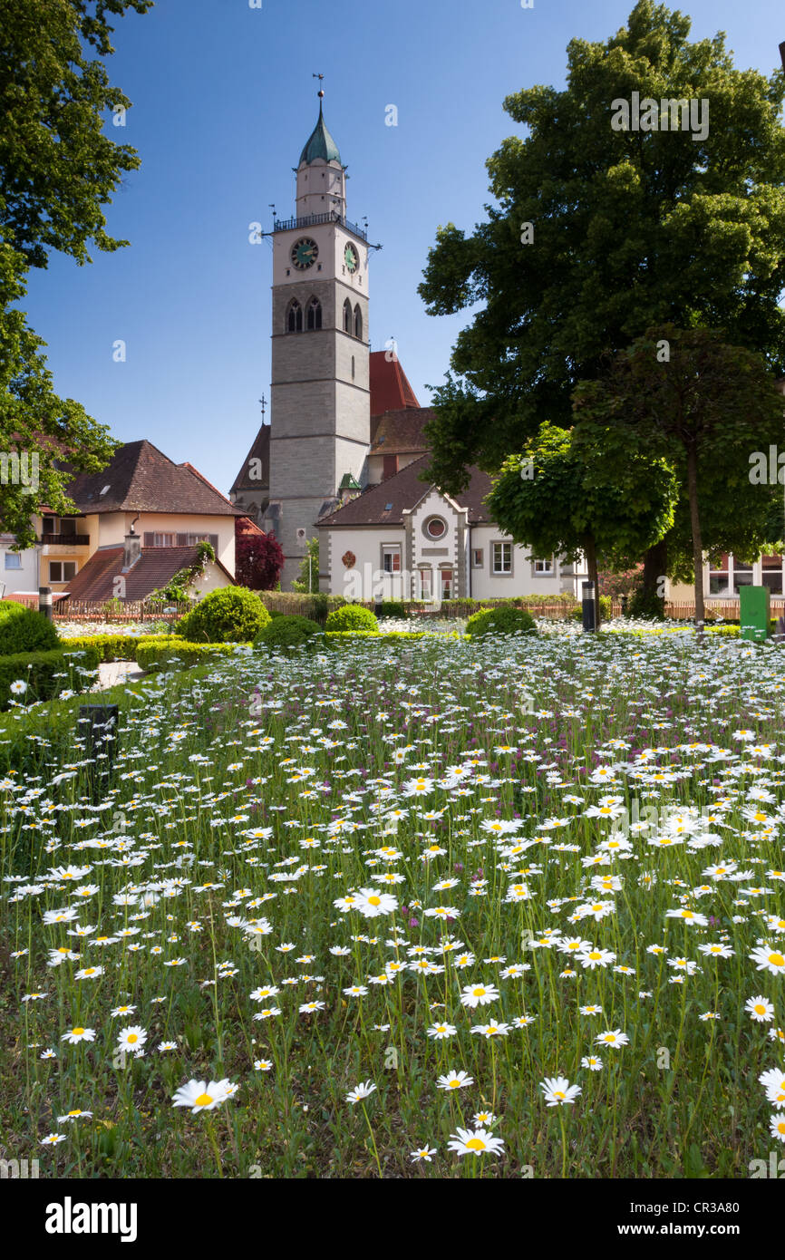 Champ de fleurs, des Marguerites (Leucanthemum), en face de la cathédrale Saint-Nicolas à Überlingen, district du lac de Constance Banque D'Images