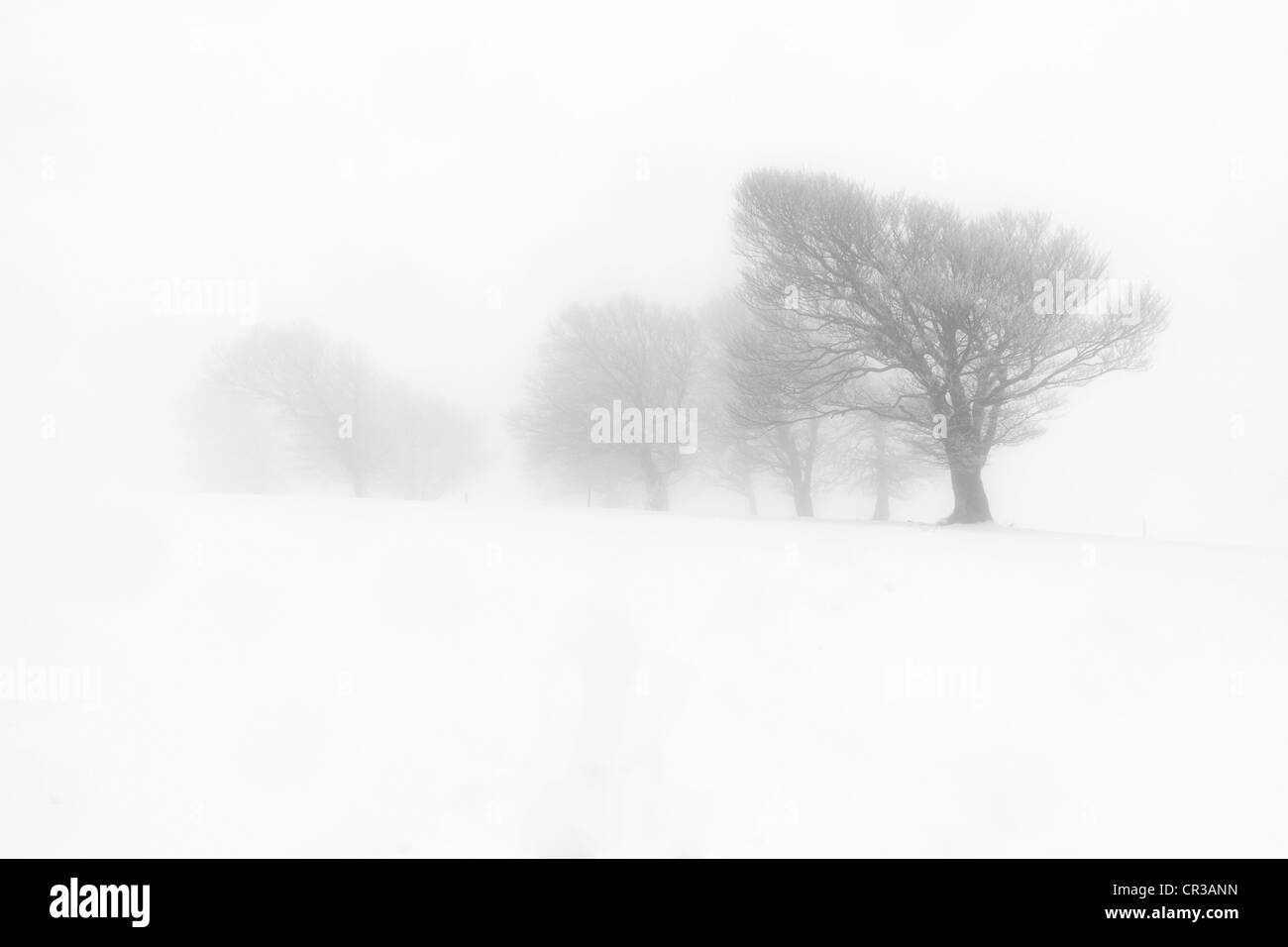 Les hêtres sur la montagne Schauinsland, neige, Forêt Noire, Bade-Wurtemberg, Allemagne, Europe Banque D'Images
