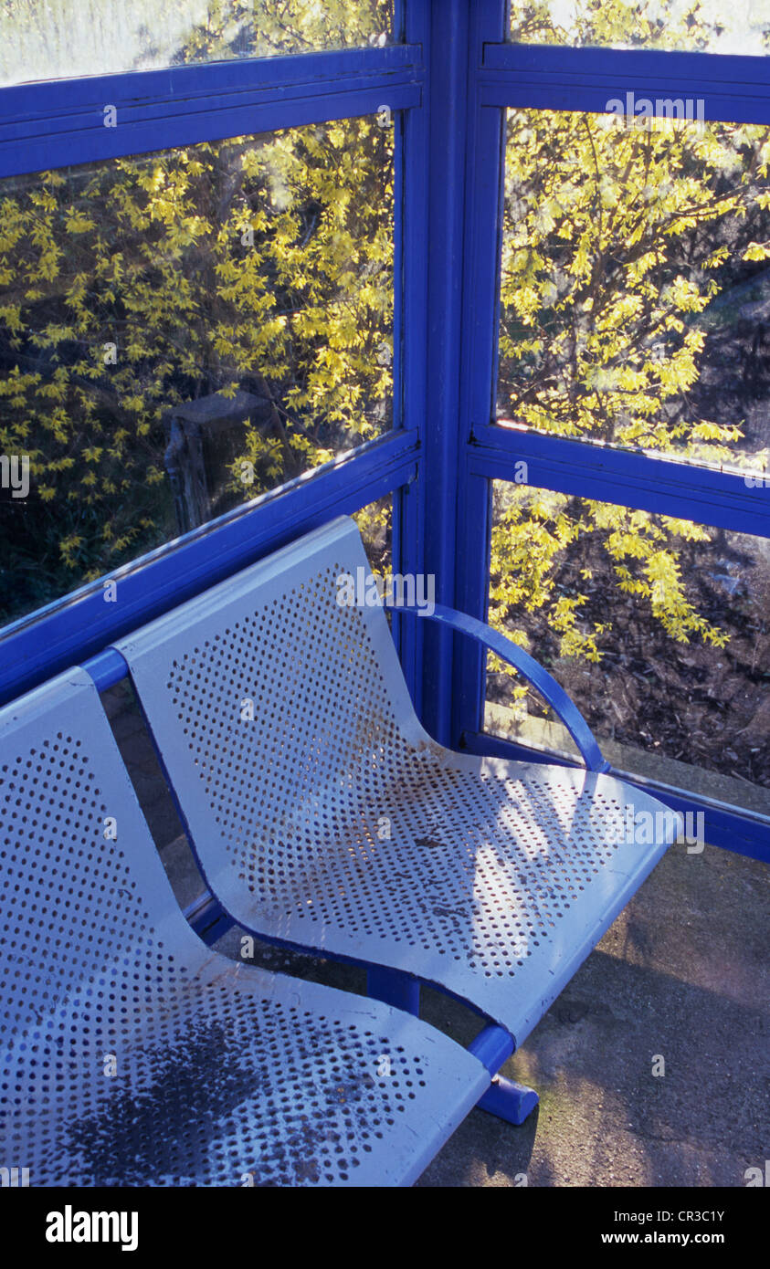 Détail de l'abri de métal et de verre bleu avec sièges en métal gris et jaune soleil Forsythia bush visible à l'extérieur Banque D'Images