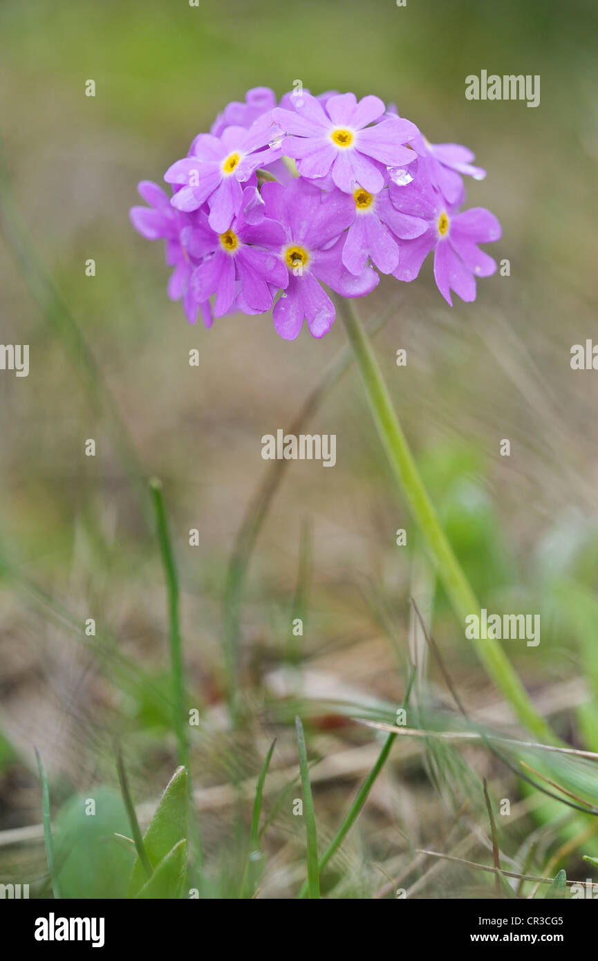 Primevère Laurentienne (primula farinosa), nationalpark Hohe Tauern, l'Autriche, Europe Banque D'Images