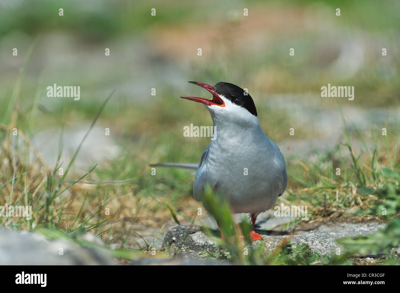 Sterne arctique (Sterna paradisea), mer du Nord, de l'Europe Banque D'Images