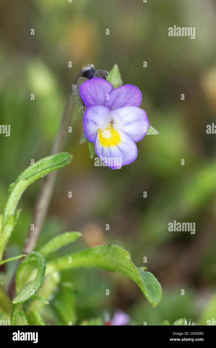 PANSY Viola kitaibeliana nain Banque D'Images