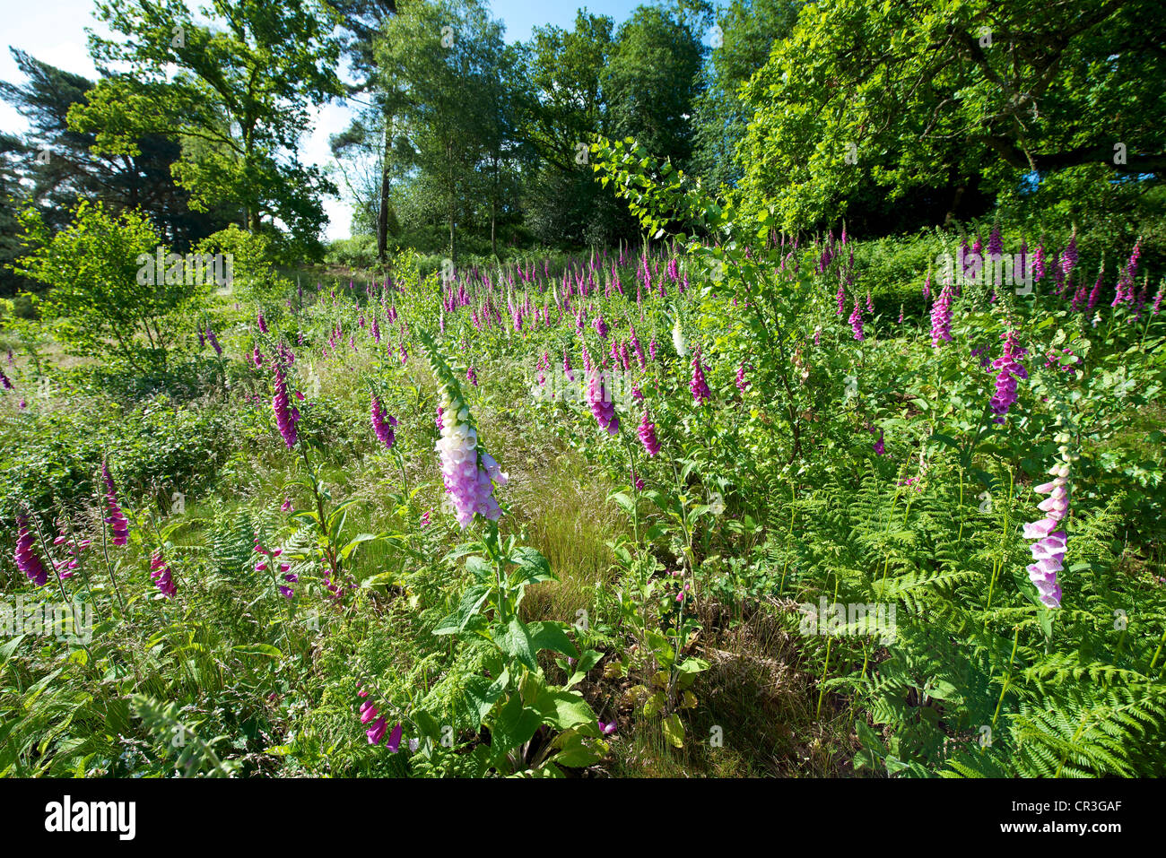 La digitale pourpre Digitalis purpurea et Heather dans une prairie sauvage sur Reigate Surrey Heath dans un ciel ensoleillé matin Juin Banque D'Images