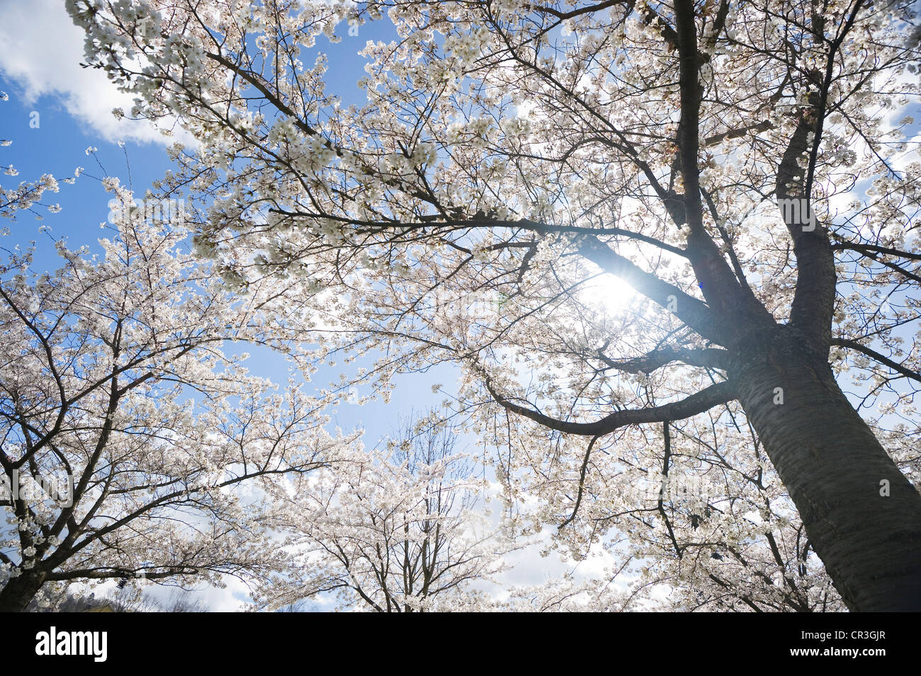 Japanese Cherry floraison, Oriental cerisier (Prunus serrulata) Banque D'Images