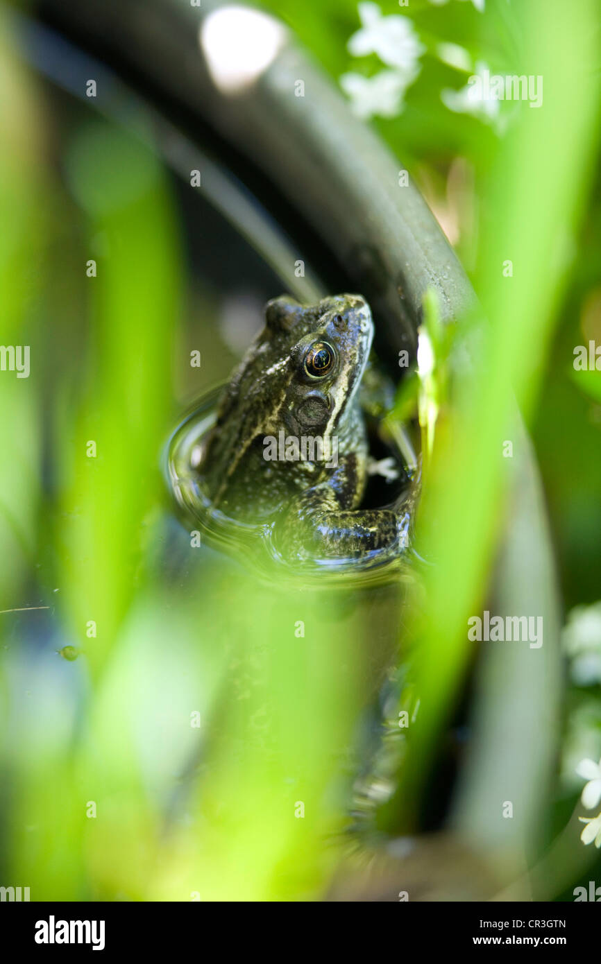 Une grenouille rousse dans un étang de jardin. Banque D'Images