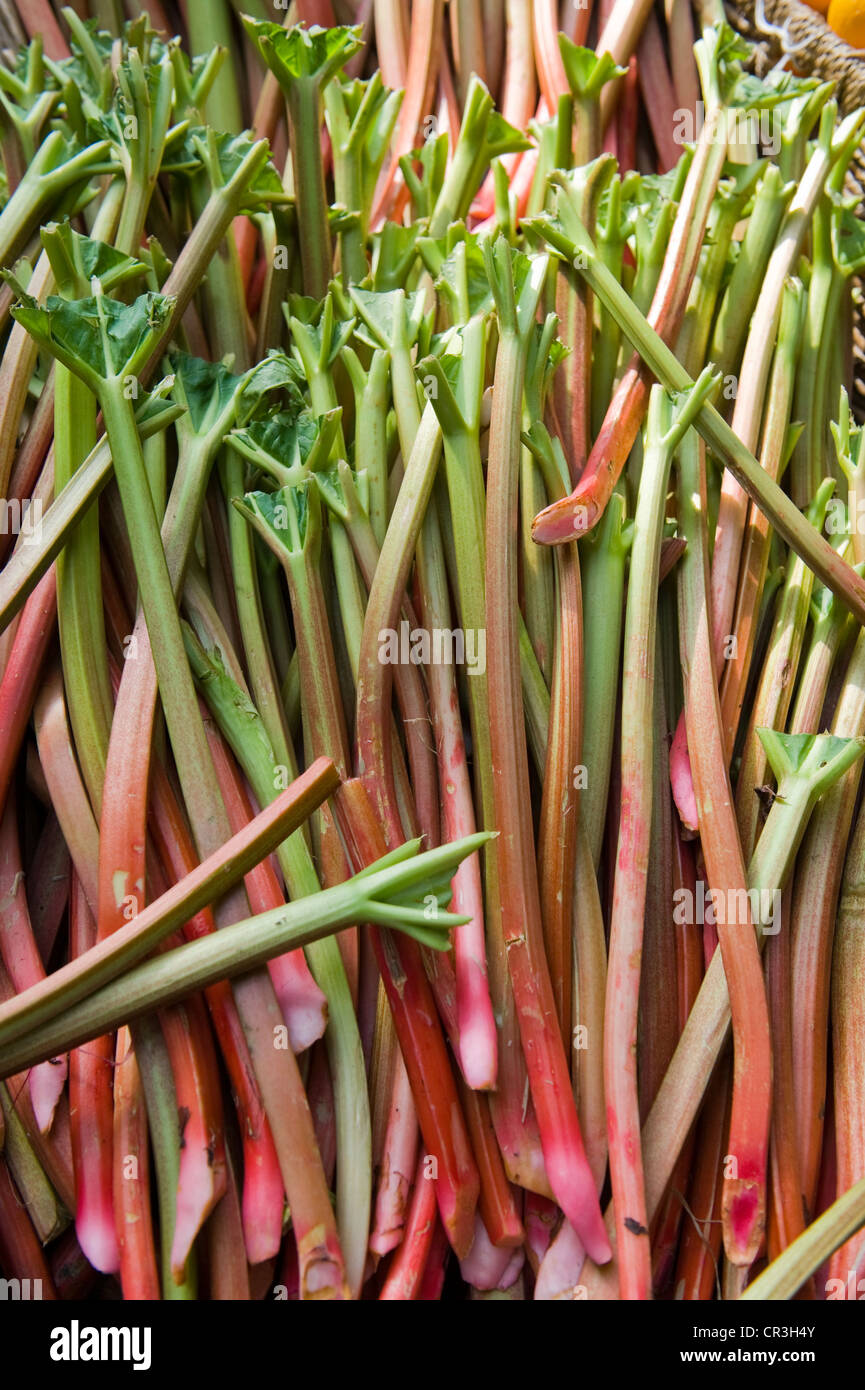 Rhubarbe Banque D'Images