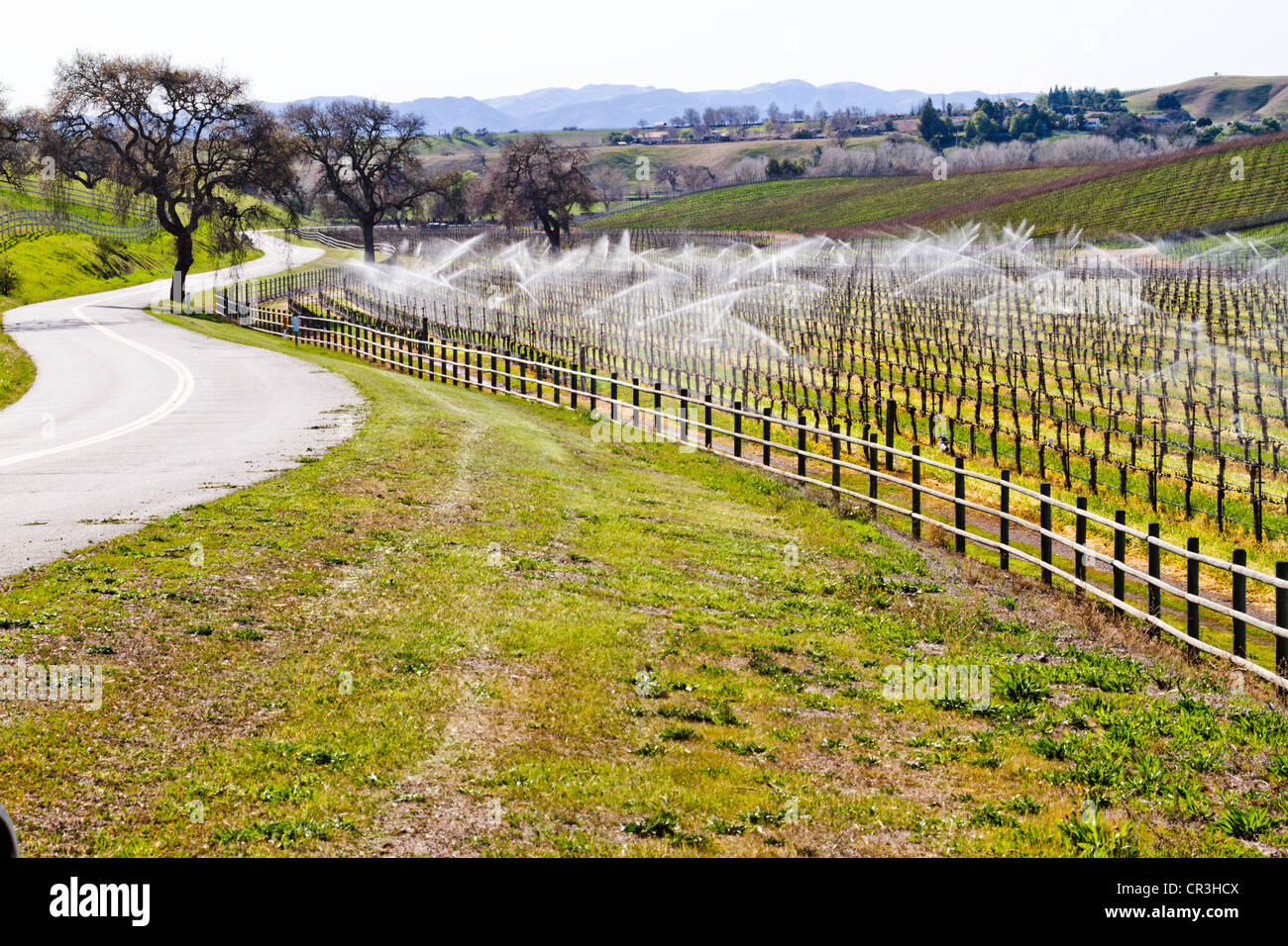 Délayage de vigne dans "Santa Ynez valley" en Californie Banque D'Images