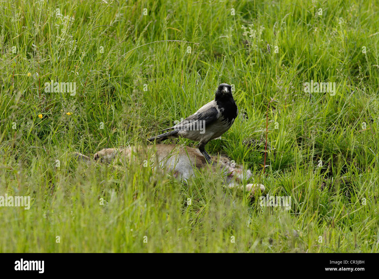 Hooded crow un balayage kill Buzzards. Banque D'Images