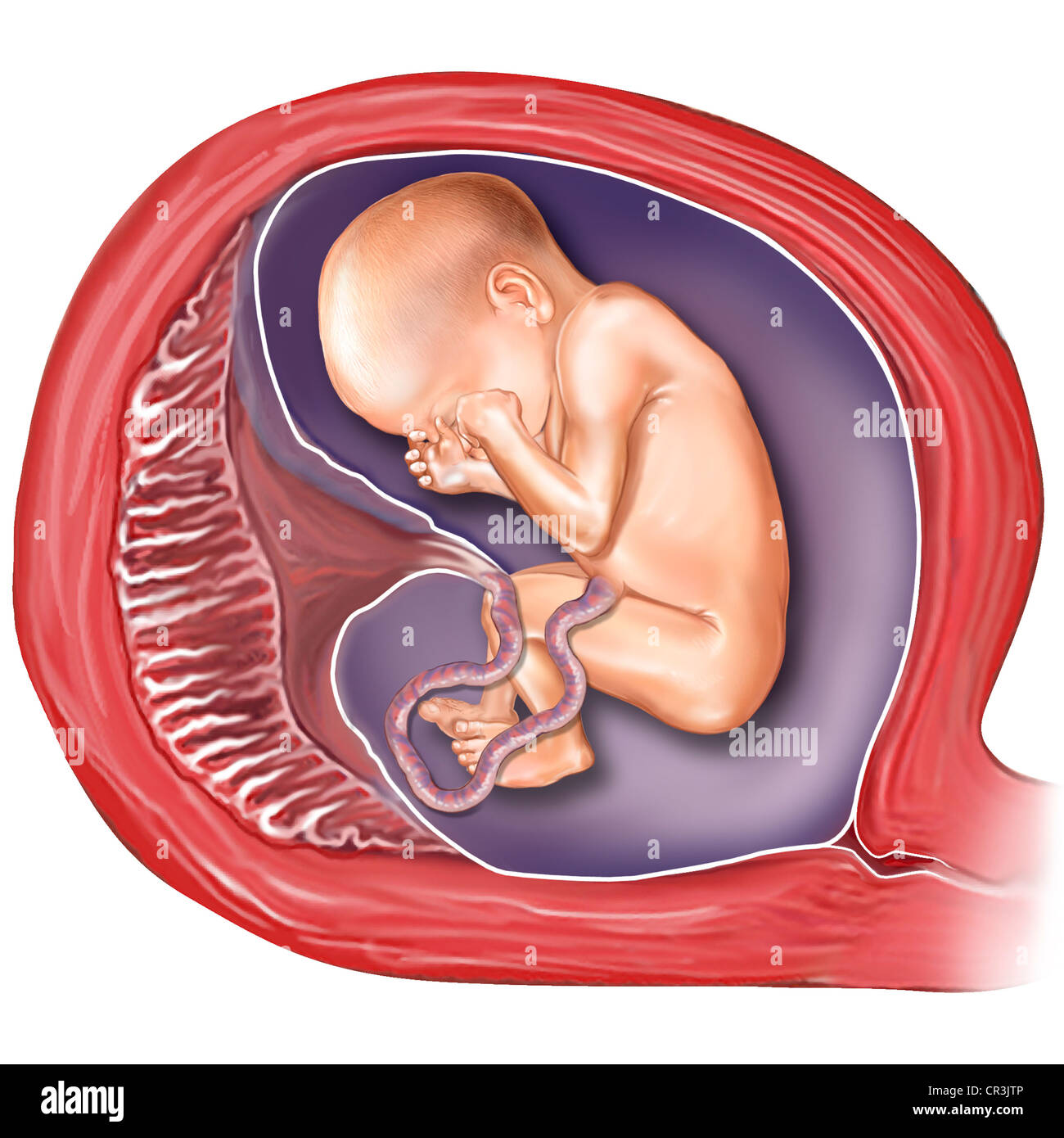 Cette Illustration Medicale Montre Un Fœtus In Utero Le Placenta Et Le Cordon Ombilical Peut Aussi Etre Voir Photo Stock Alamy