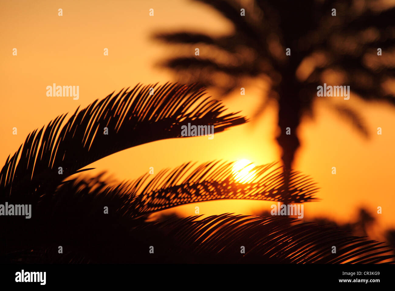 Palmiers au coucher du soleil Banque D'Images