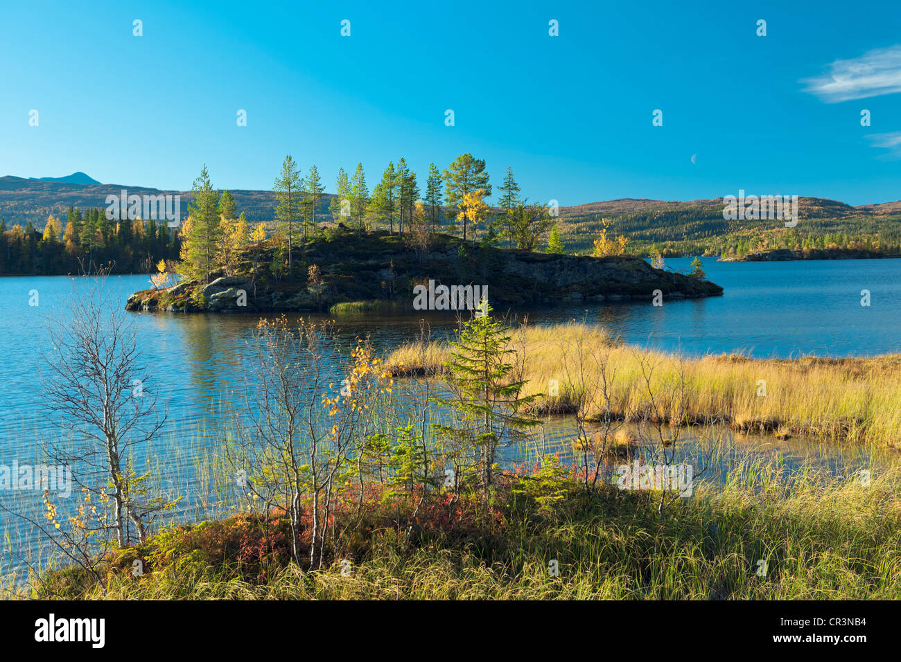 Lake Avan de roseaux dans couleurs d'automne, Hattfjelldal, Norway, Scandinavia, Europe Banque D'Images