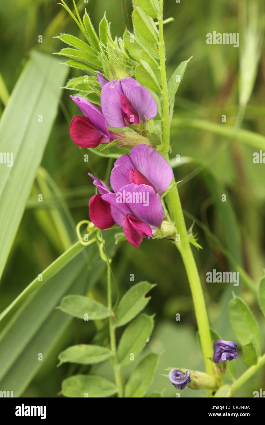 La vesce fourragère, Vicia sativa Banque D'Images