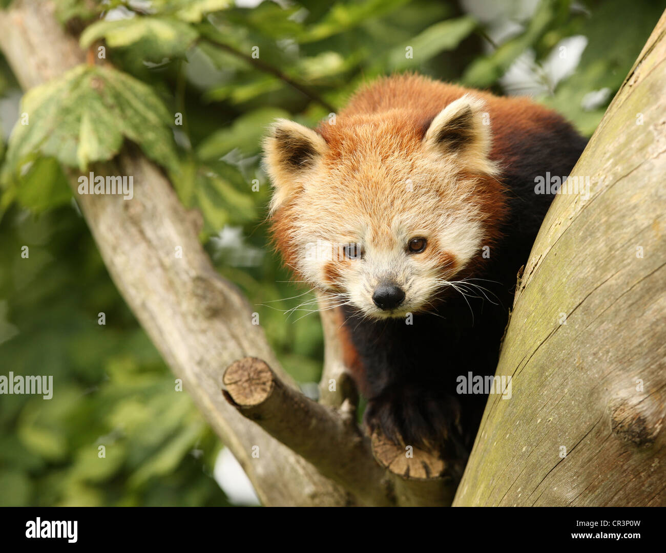 Portrait d'un panda rouge Banque D'Images