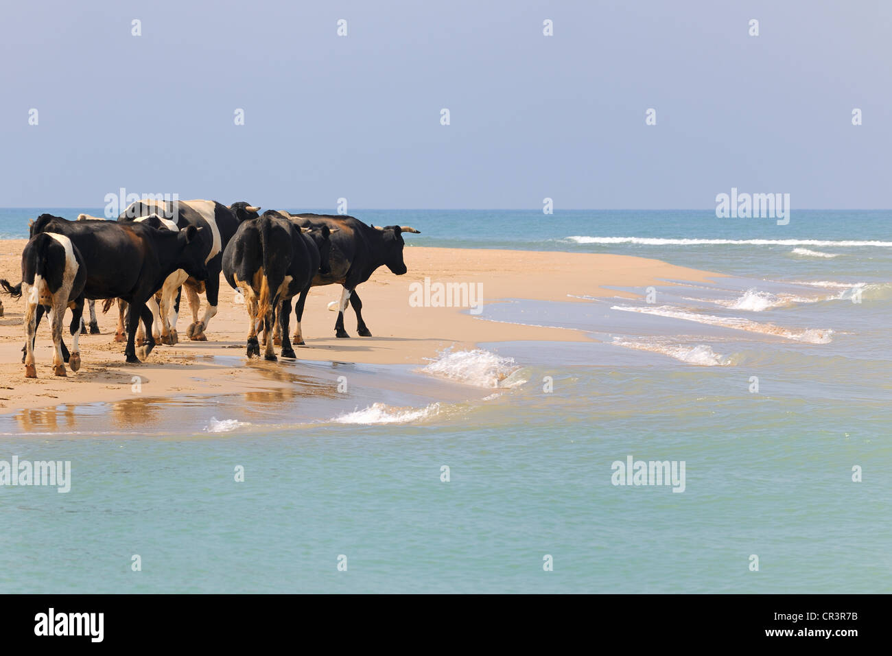 Maroc, Région de l'Oriental, troupeau de vaches le long de la plage Banque D'Images