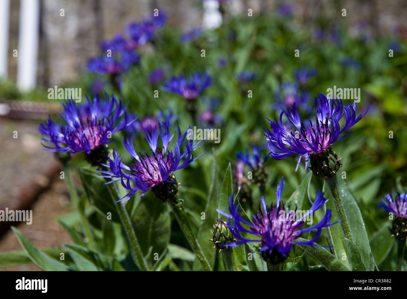 Centaurea cyanus bleuet bleu Banque D'Images
