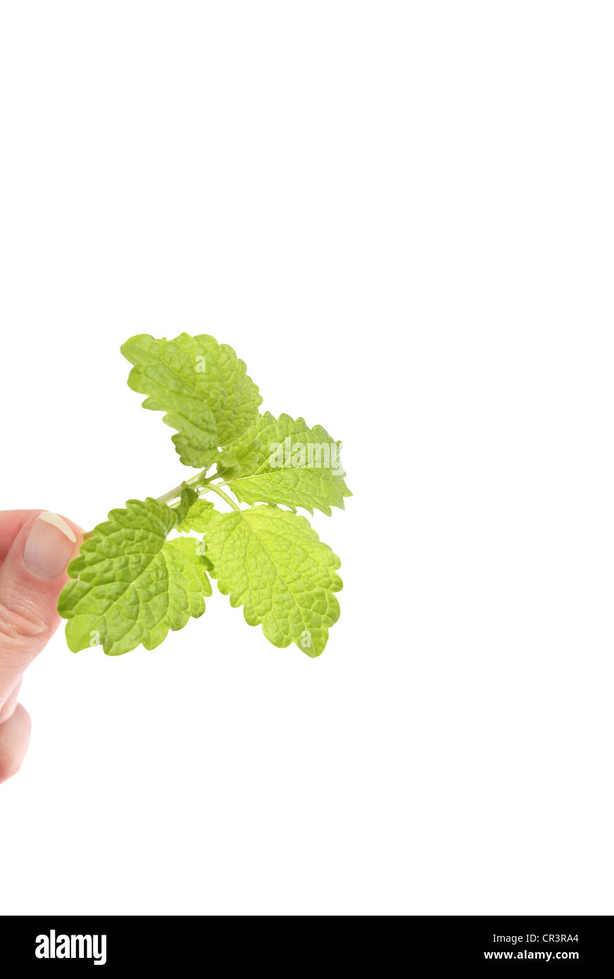 La mélisse dans la main de femme Banque D'Images