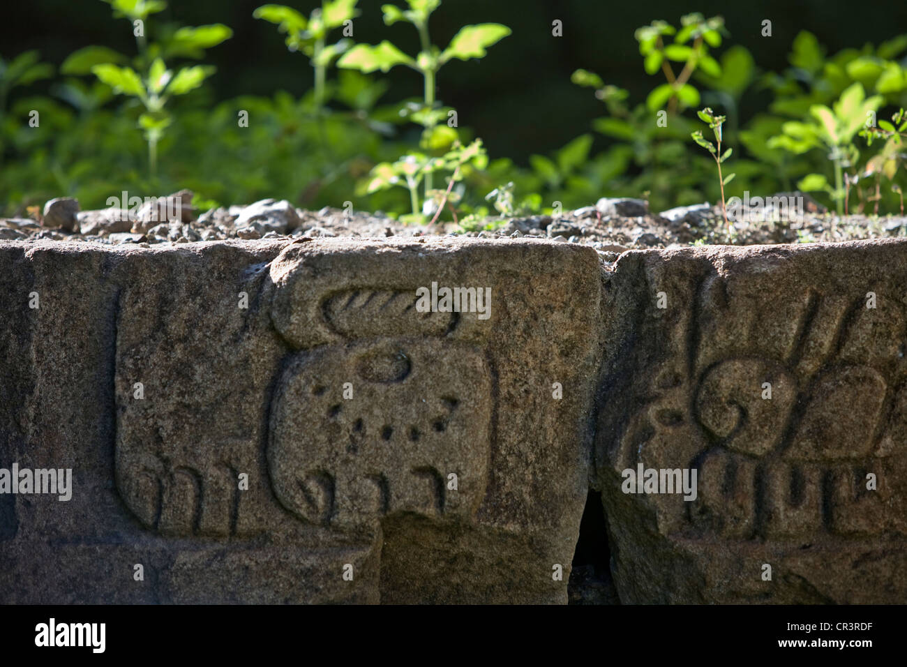 Reliefs mayas Quirigua, site archéologique, département d'Izabal, au Guatemala, en Amérique centrale Banque D'Images