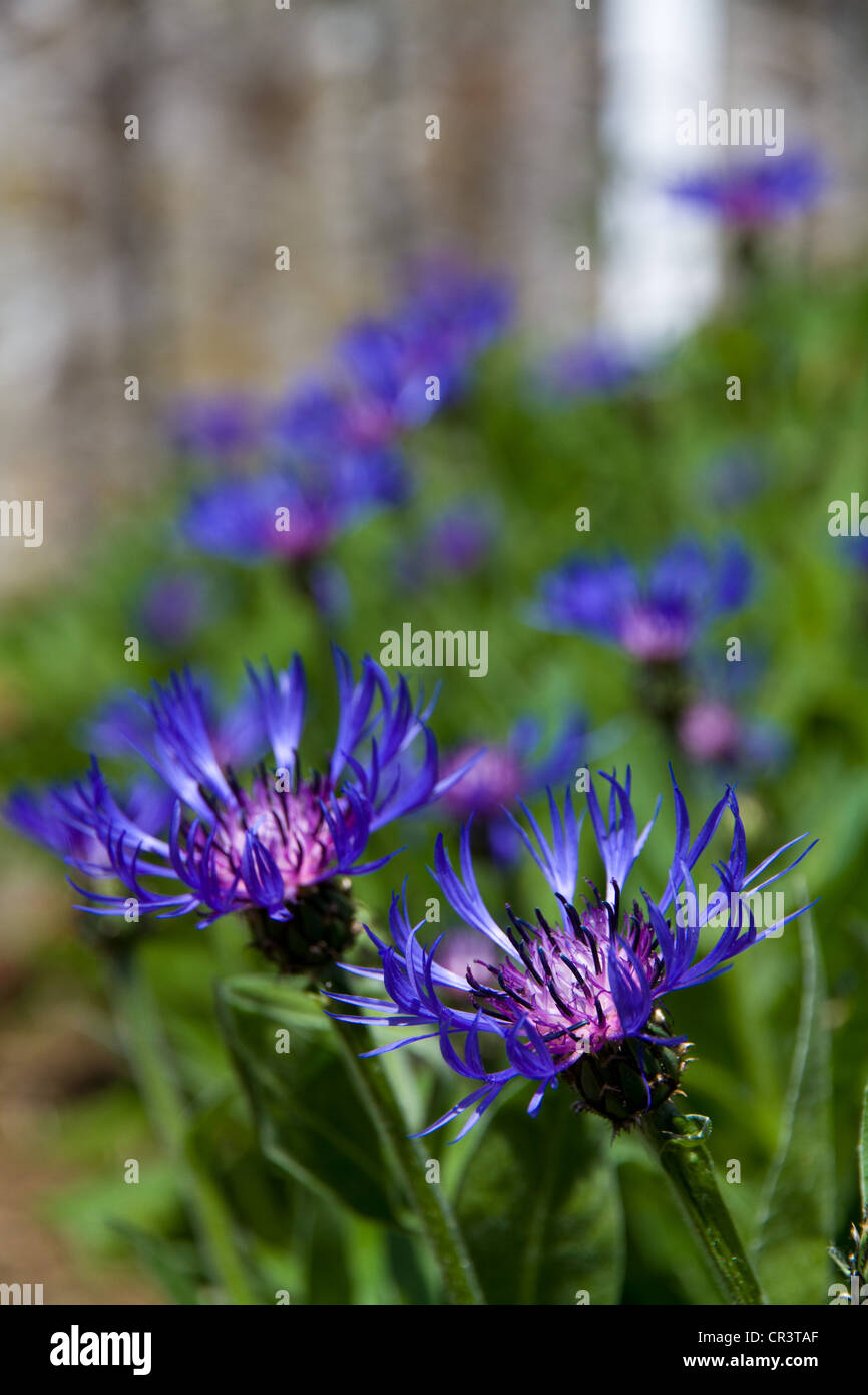 Centaurea cyanus bleuet bleu Banque D'Images
