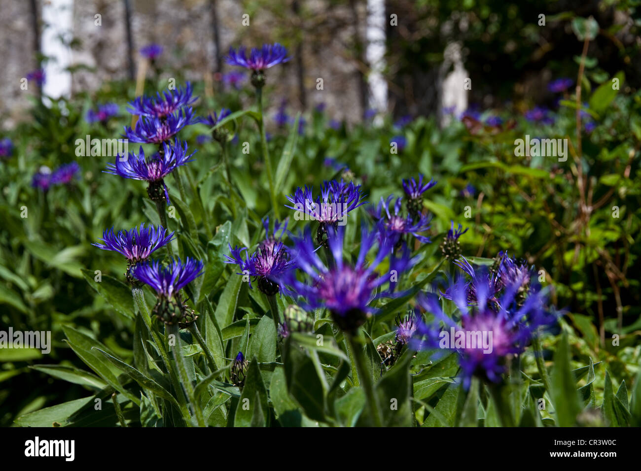 Centaurea cyanus bleuet bleu Banque D'Images