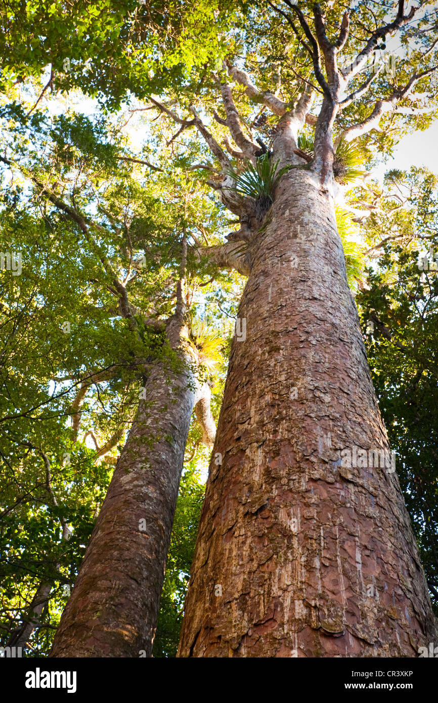 Ces impressionnant, de vieux arbres ont très peu de racines, facilement endommagés, ce qui signifie que nous ne pouvons pas obtenir très près d'eux. Banque D'Images