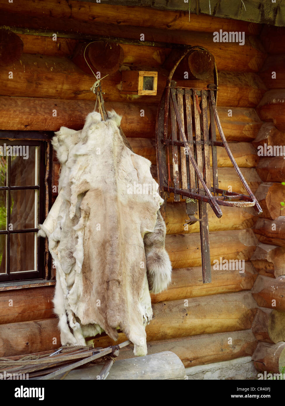 La Norvège, Laponie, comté de Finnmark, Karasjok, Engholm Husky Banque D'Images