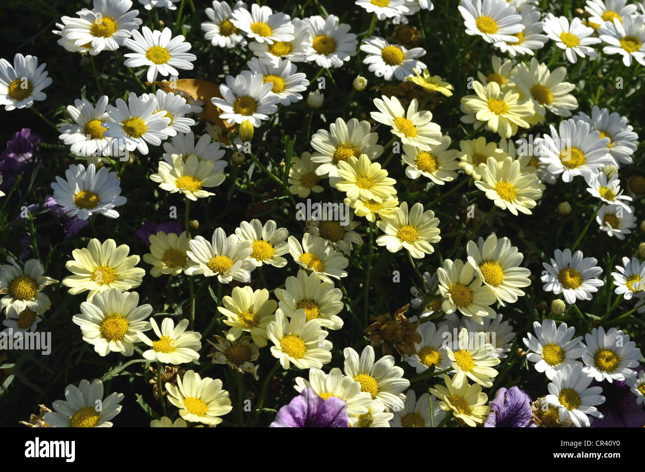 Blanc et jaune Marguerite Daisy Daisy (d'été ou d'Argyranthemum frutescens) Banque D'Images