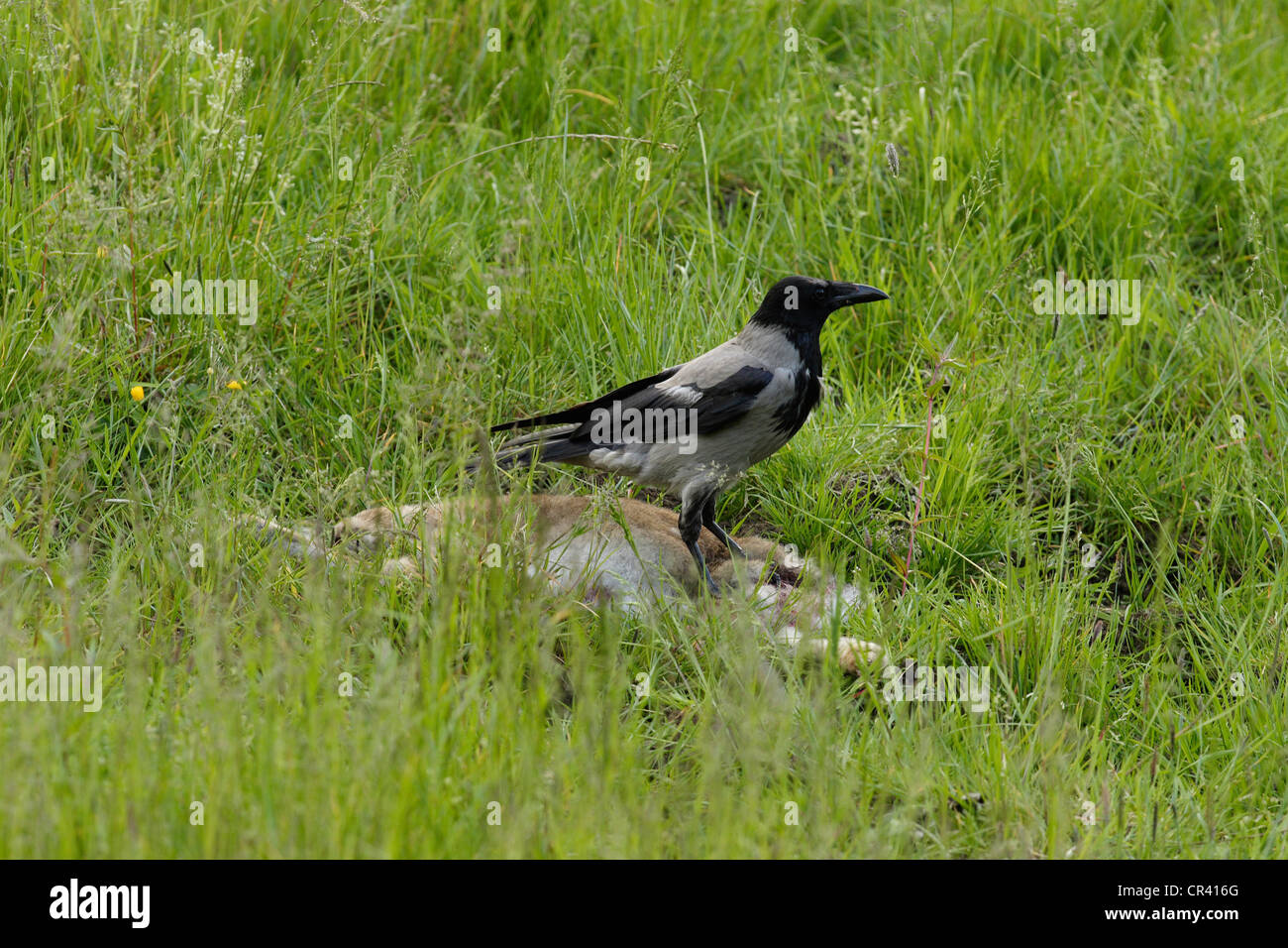 Hooded crow un balayage kill Buzzards. Banque D'Images