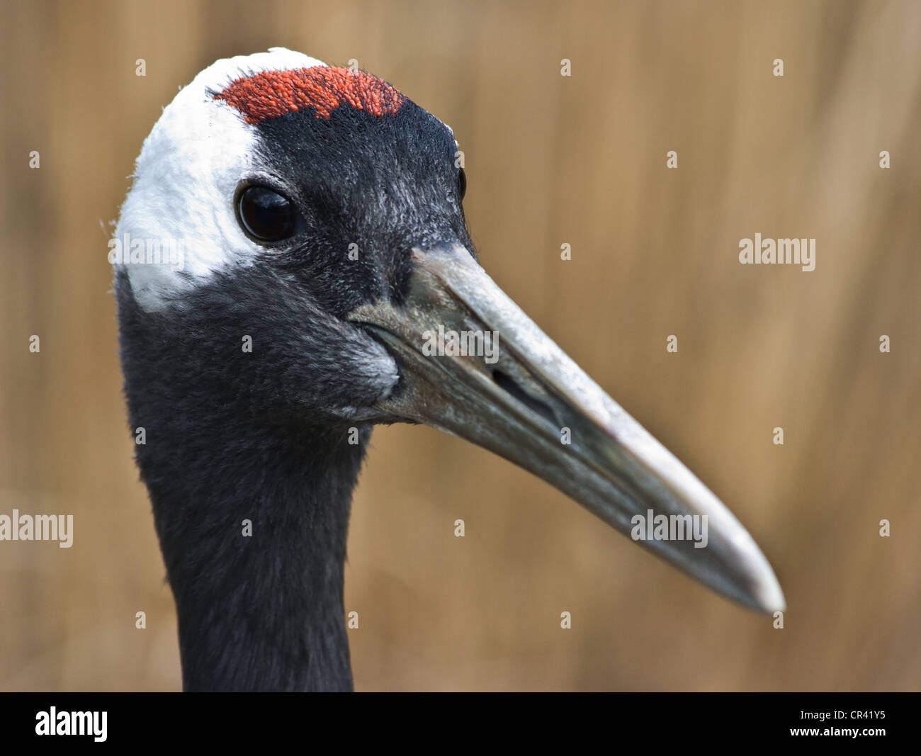 Portrait de grue à couronne rouge, Japonais ou grue Grus japonensis Banque D'Images