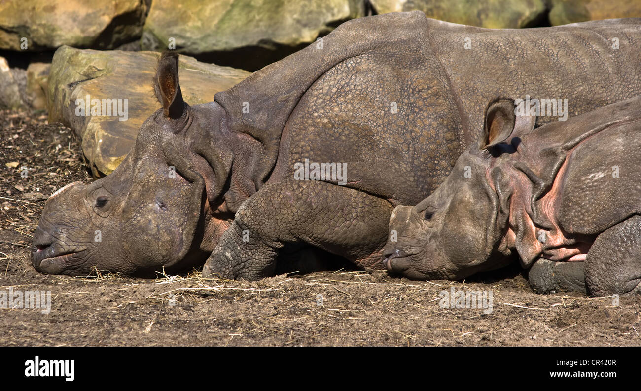Rhinocéros indien- Mère et enfant se reposant dans soleil Banque D'Images