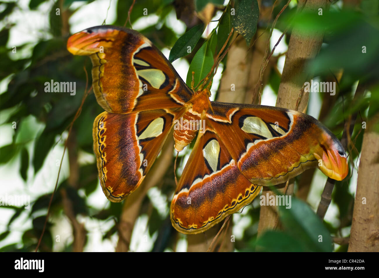Papillon de nuit papillon Attacus Atlas - Atlas ou plus grand papillon Banque D'Images
