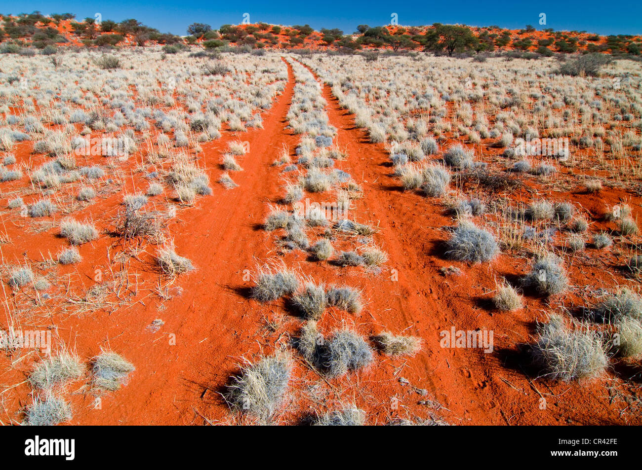 Dune de sable rouge, Désert du Kalahari, Northern Cape, Afrique du Sud ...