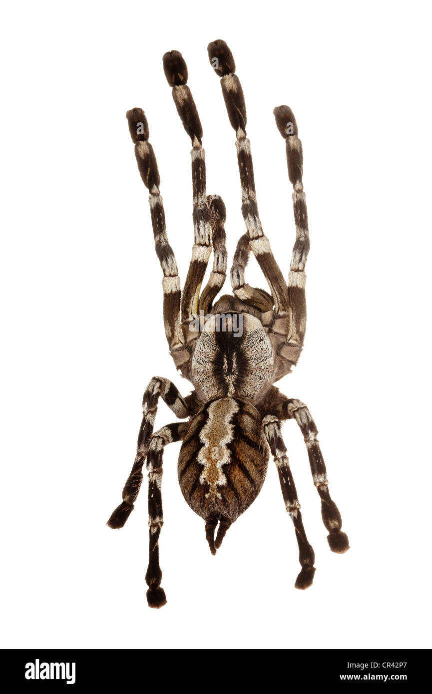 Ornementales frangée Tarantula (Poecilotheria ornata) Banque D'Images