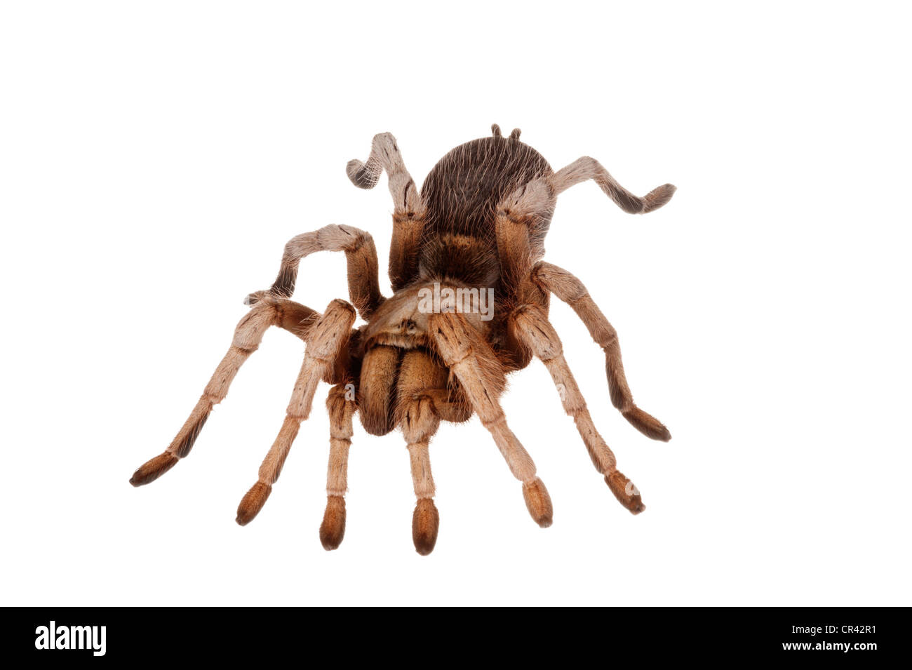 Blonde mexicaine Tarantula (Aphonopelma chalcodes) Banque D'Images