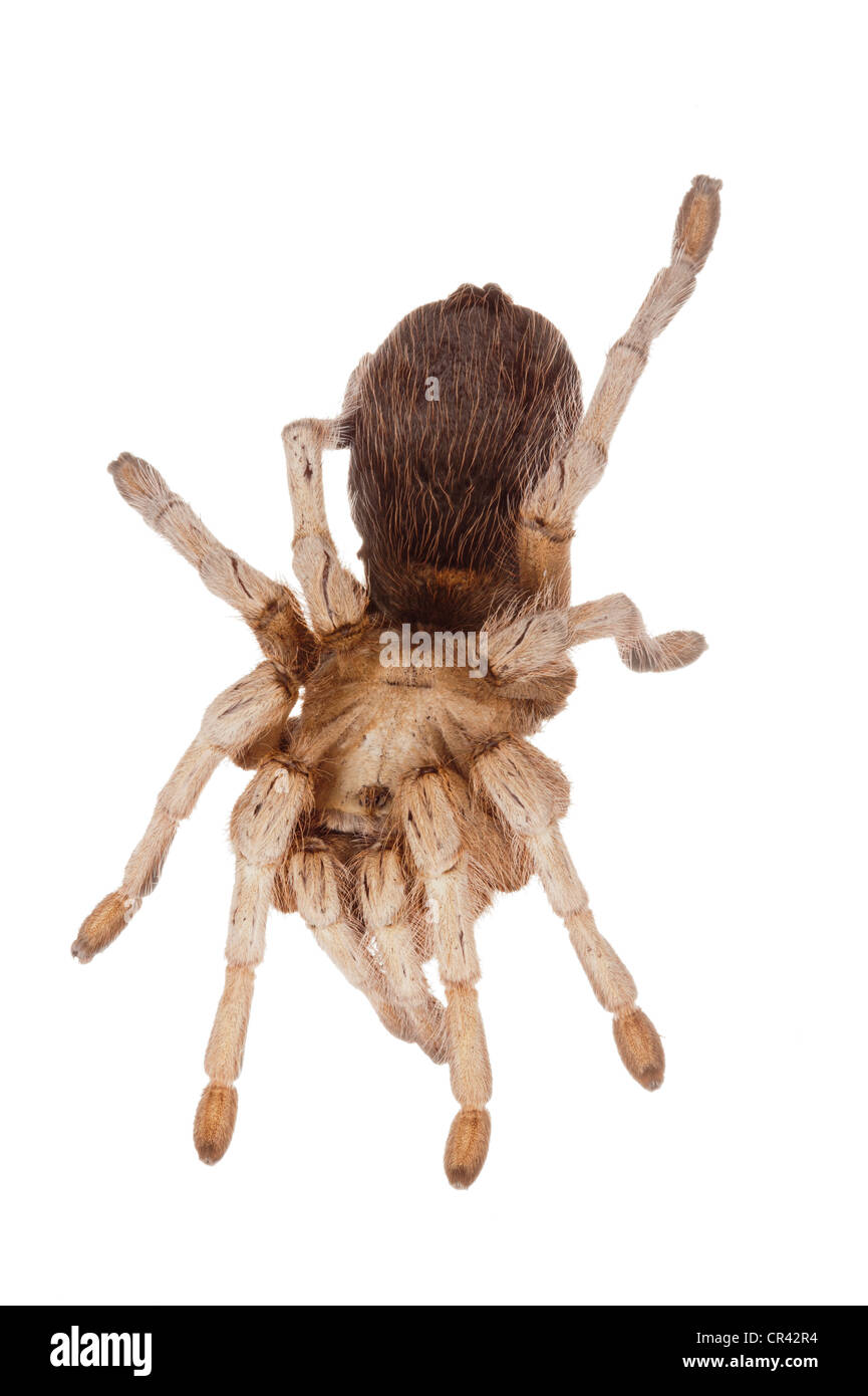Blonde mexicaine Tarantula (Aphonopelma chalcodes) Banque D'Images