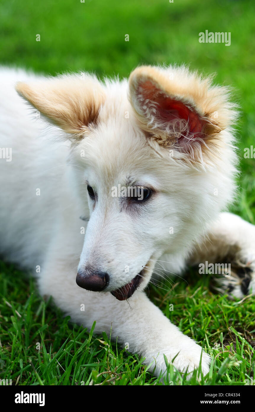 Chiot berger allemand blanc, courir et jouer dans un champ Banque D'Images