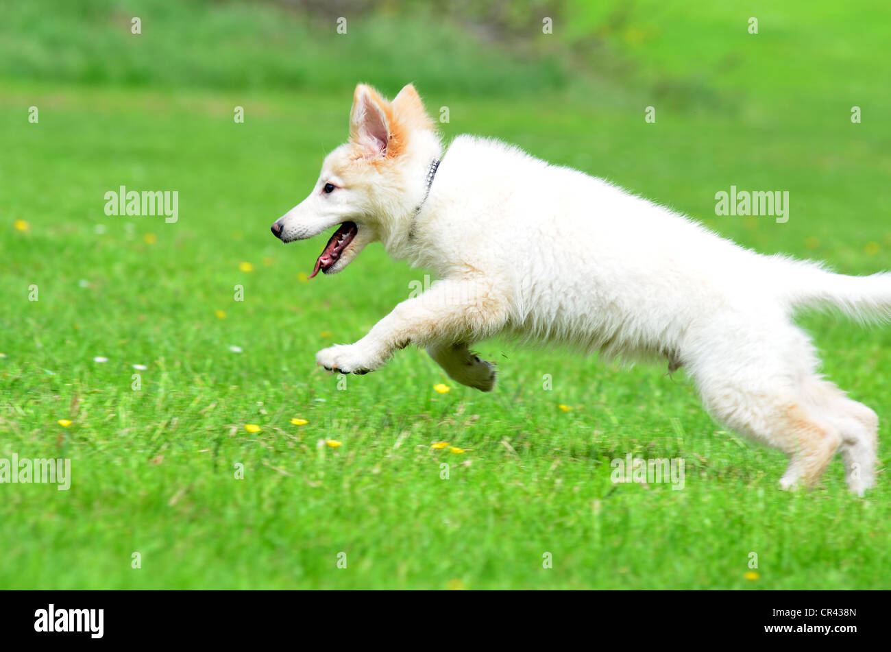 Chiot berger allemand blanc, courir et jouer dans un champ Banque D'Images