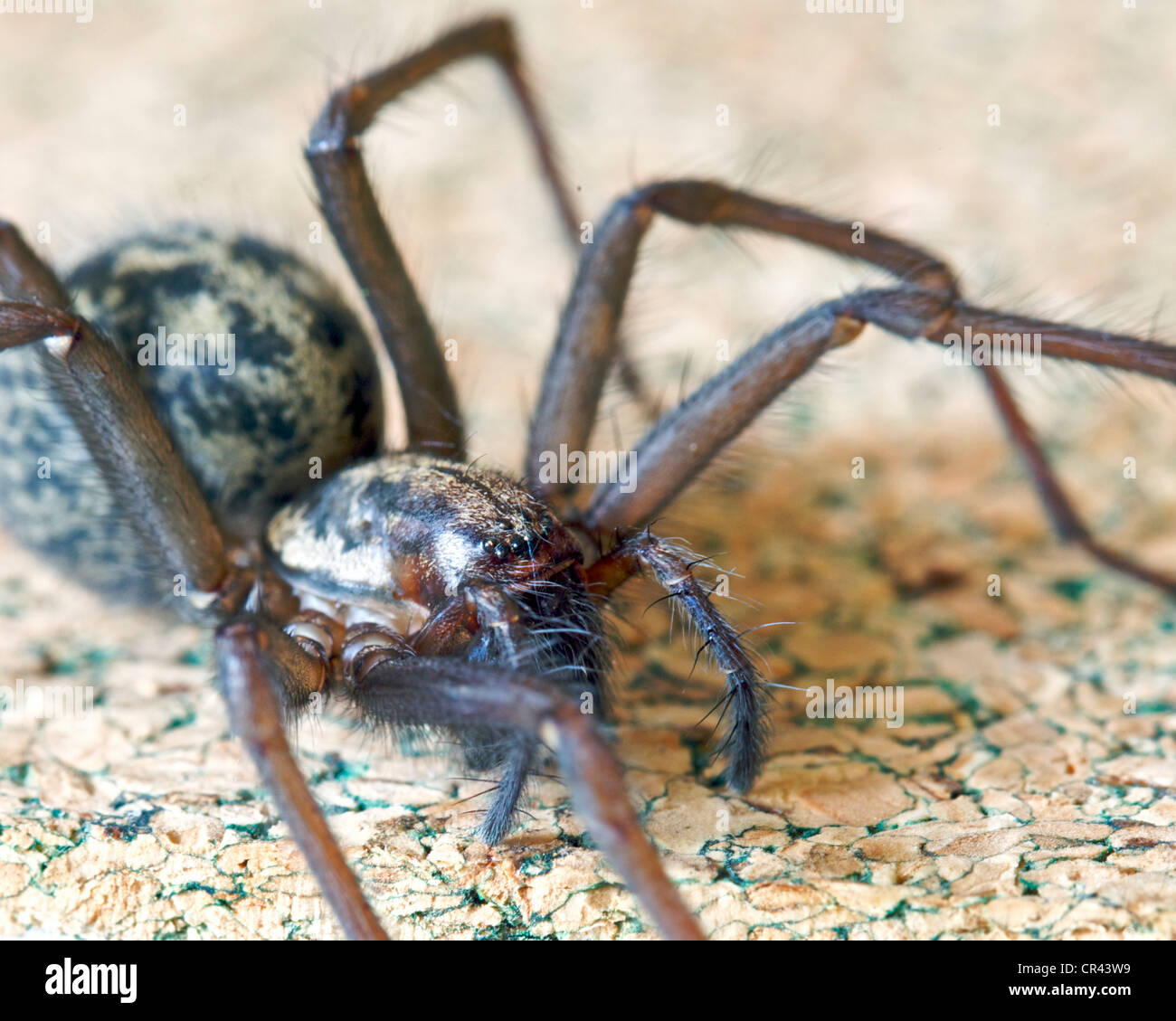 -Araignée araignée tegenaria gigantea Banque D'Images