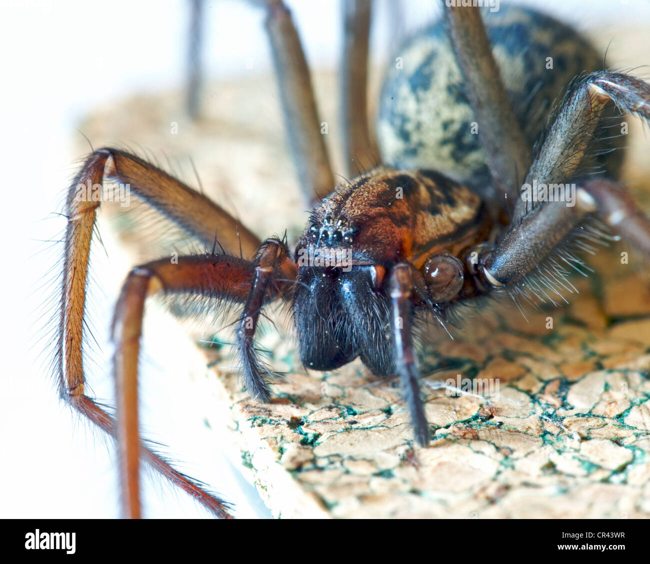 -Araignée araignée tegenaria gigantea Banque D'Images
