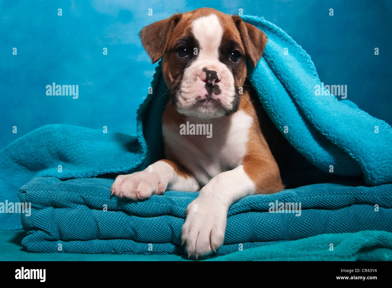 Chiot Boxer, enveloppé dans une couverture Banque D'Images