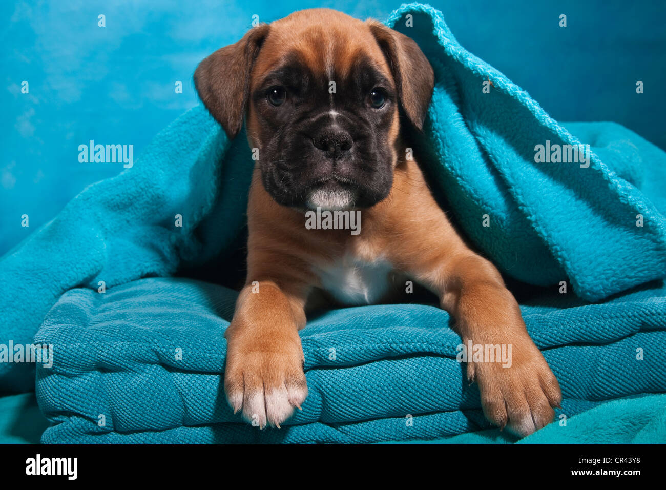 Chiot Boxer, enveloppé dans une couverture Banque D'Images