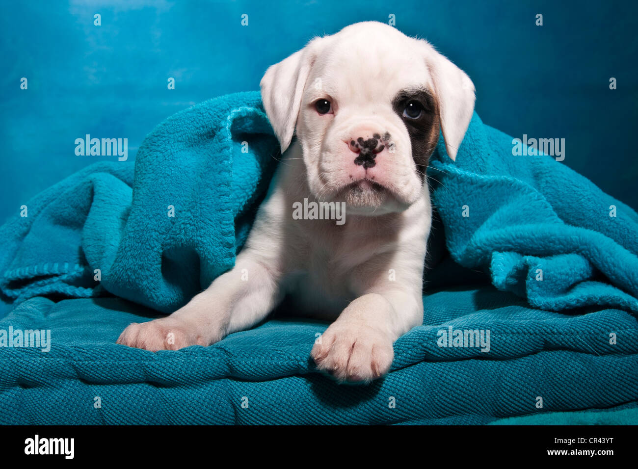 Chiot Boxer, enveloppé dans une couverture Banque D'Images