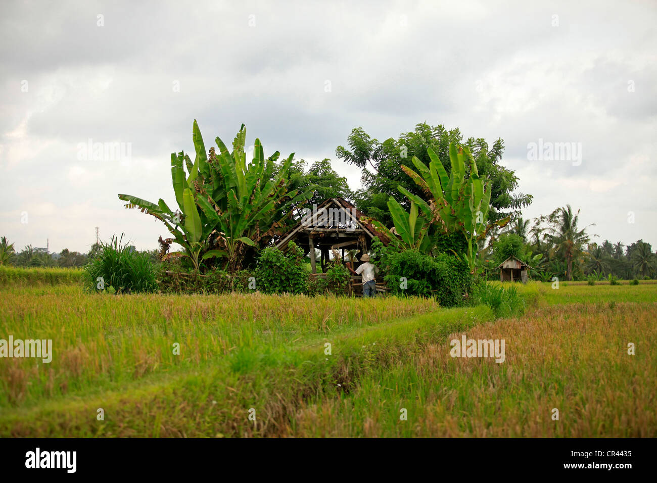 L'homme dans une cabane sur rizière. Bali. L'Indonésie Banque D'Images