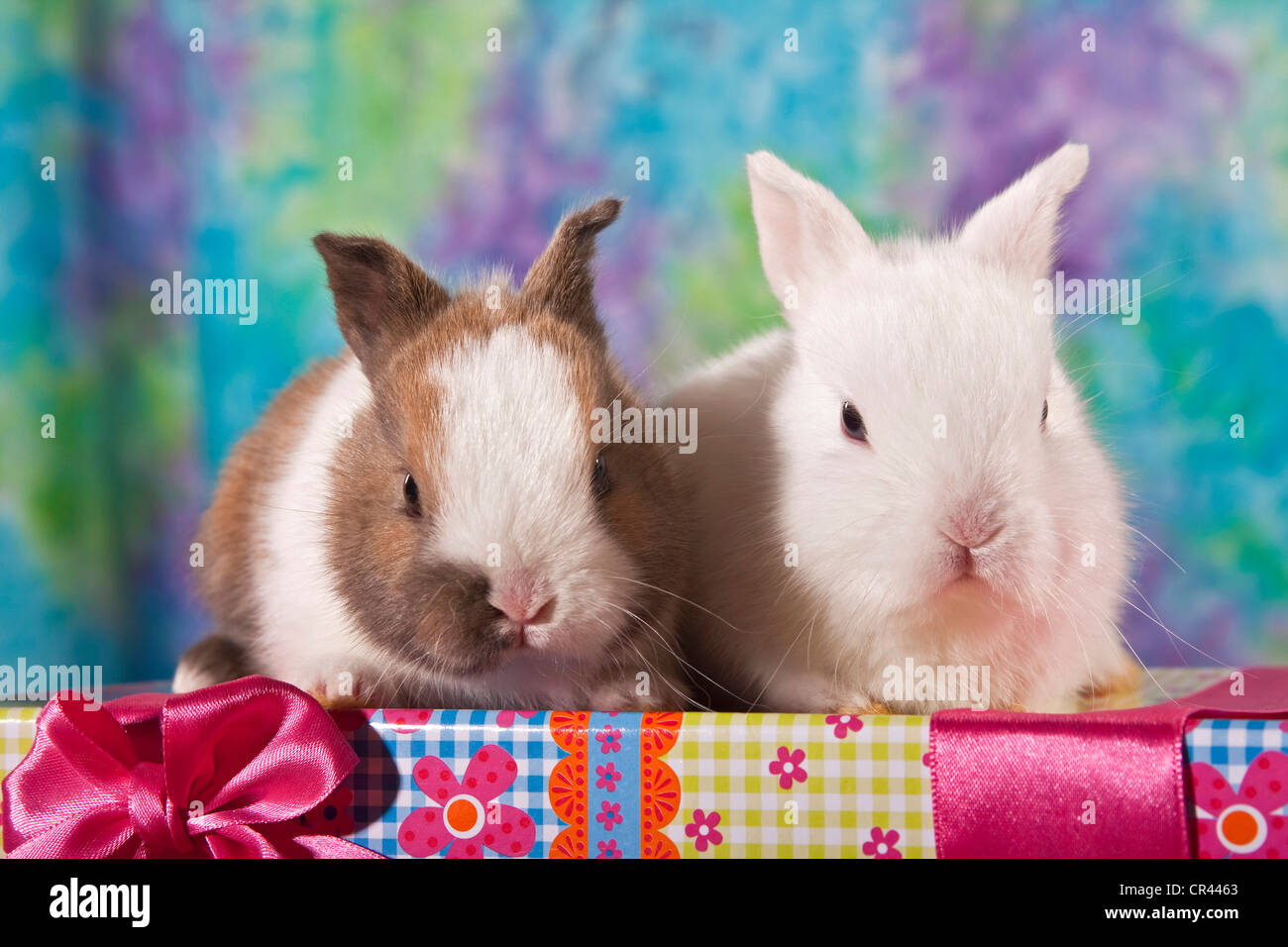 Deux jeunes lapins nains assis sur une boîte-cadeau Banque D'Images
